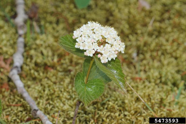 downy arrowwood (Viburnum rafinesqueanum)
