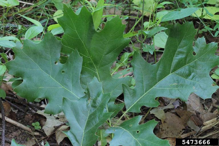 black oak (Quercus velutina)