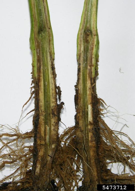 Southern bacterial wilt (Ralstonia solanacearum (except Race 3 Biovar 2))