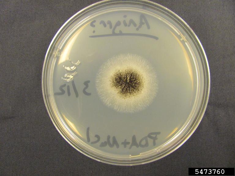 black mold (Aspergillus niger)
