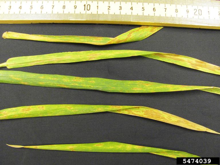 Leaf symptoms