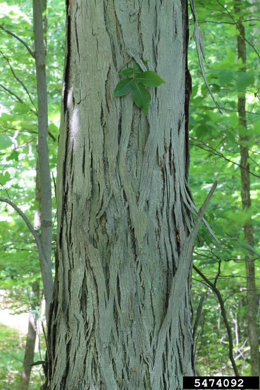 shagbark hickory (Carya ovata)