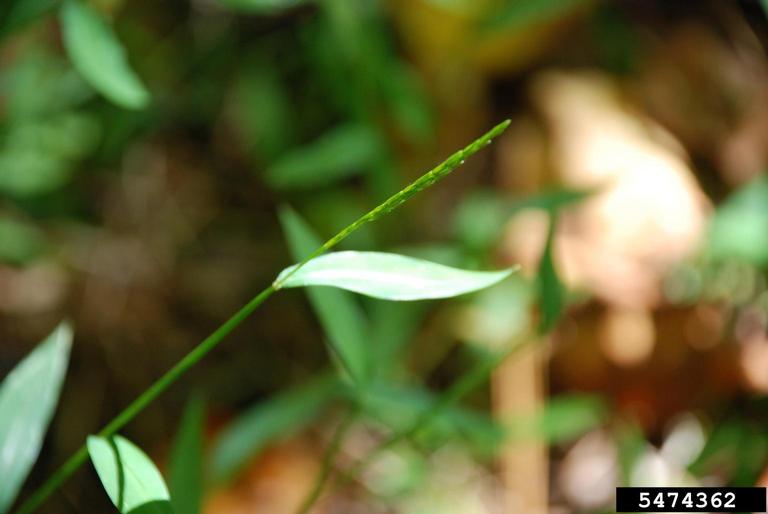 Japanese stiltgrass (Microstegium vimineum)