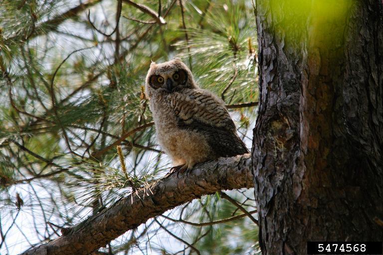 great horned owl (Bubo virginianus)