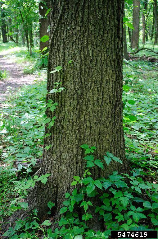 Quercus Lyrata Bark A Beginner's Guide To Selecting Smaller Oak Trees