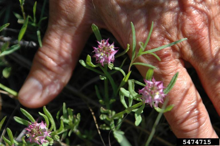 drumheads (Polygala cruciata)