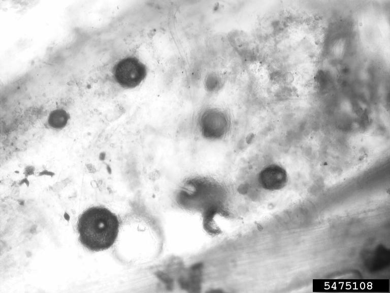 Mercimekte Ascochyta yaprak-bakla yanıklığı (Ascochyta lentis) belirtisi