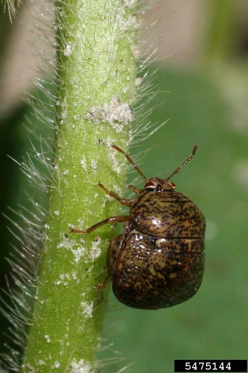 kudzu bug (Megacopta cribraria (Fabricius))