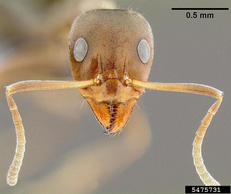 ant (Iridomyrmex anceps (Roger, 1863)) - 5475731