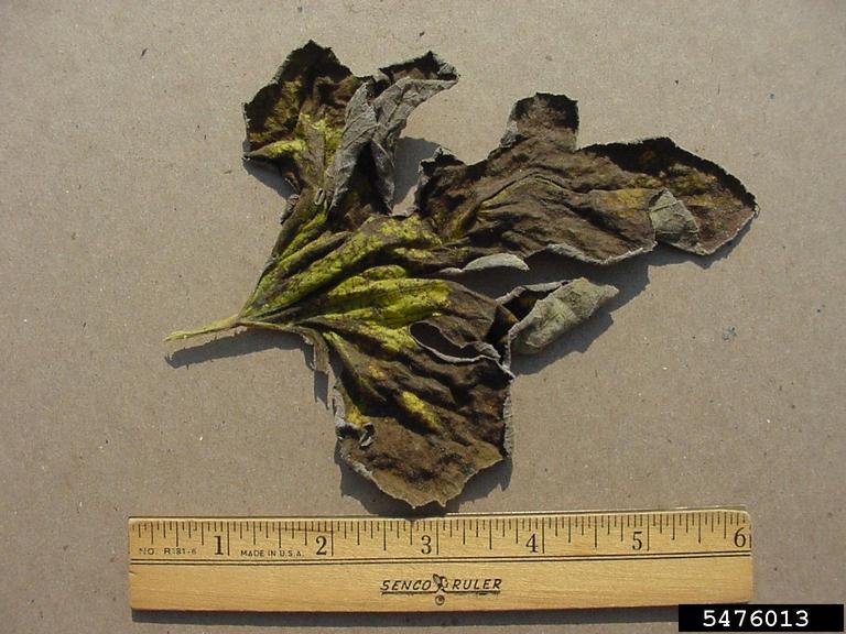 Top surface of single pumpkin leaf infected with cucurbit powdery mildew.