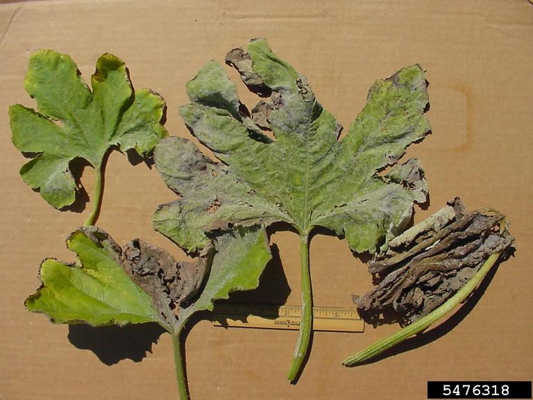 Upper surface of pumpkin leaves infected with the Cucurbit Powdery mildew fungus, Podosphaera xanthii.