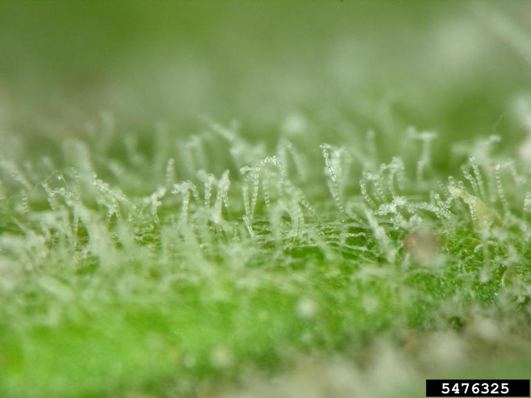 Spore-producing bodies (conidiophores) and chains of asexual spores (conida) of the Cucurbit Powdery mildew fungus, Podosphaera xanthii.