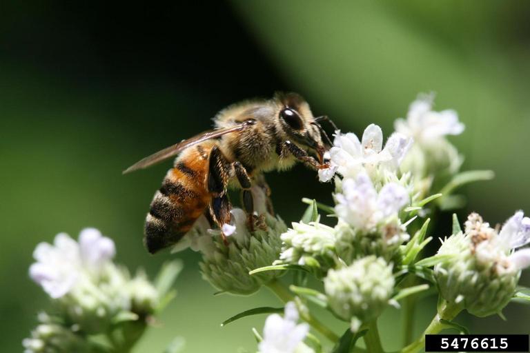 honey bee (Apis mellifera Linnaeus)
