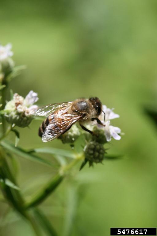 honey bee (Apis mellifera)