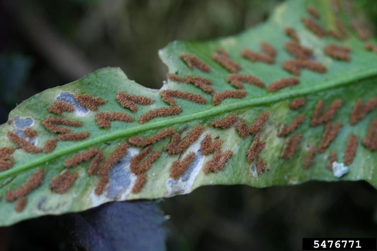 walking fern (Asplenium rhizophyllum)
