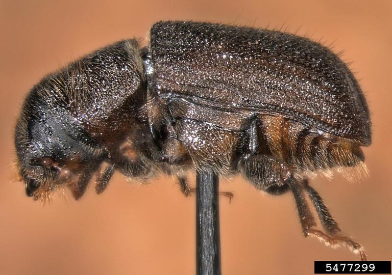 mountain pine beetle, Dendroctonus ponderosae (Coleoptera