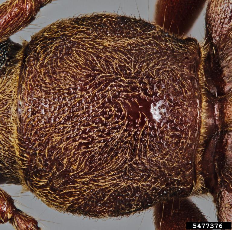 Chinese longhorned beetle, velvet longhorn beetle (Trichoferus campestris)