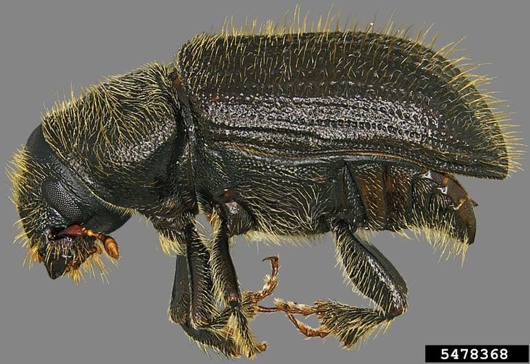 spruce beetle (Dendroctonus rufipennis)