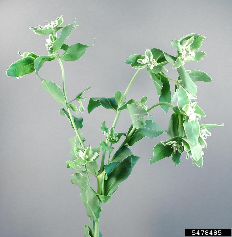 snowonthemountain (Euphorbia marginata)