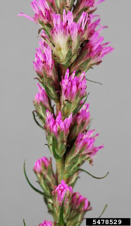 dense blazing star (Liatris spicata (L.) Martyn)