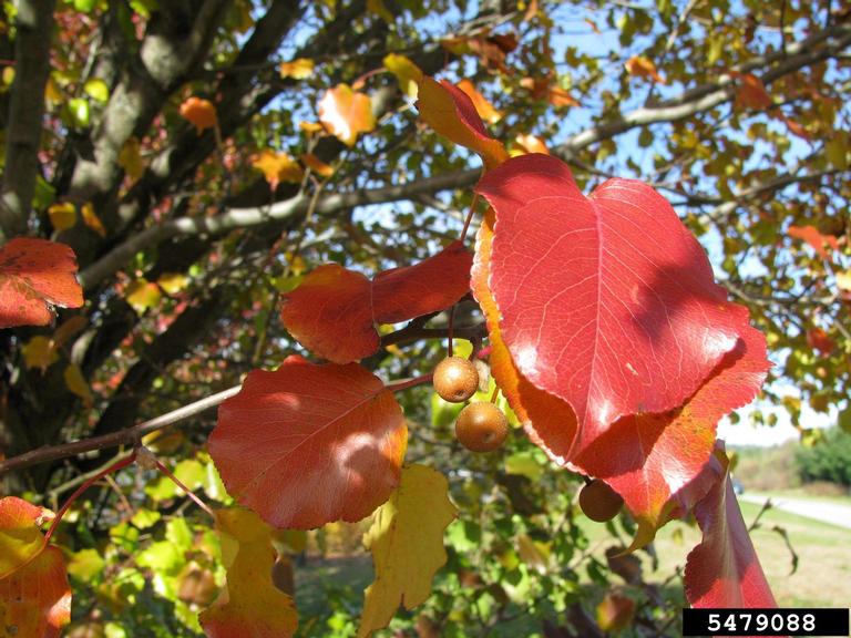 Callery pear (Bradford pear) (Pyrus calleryana)