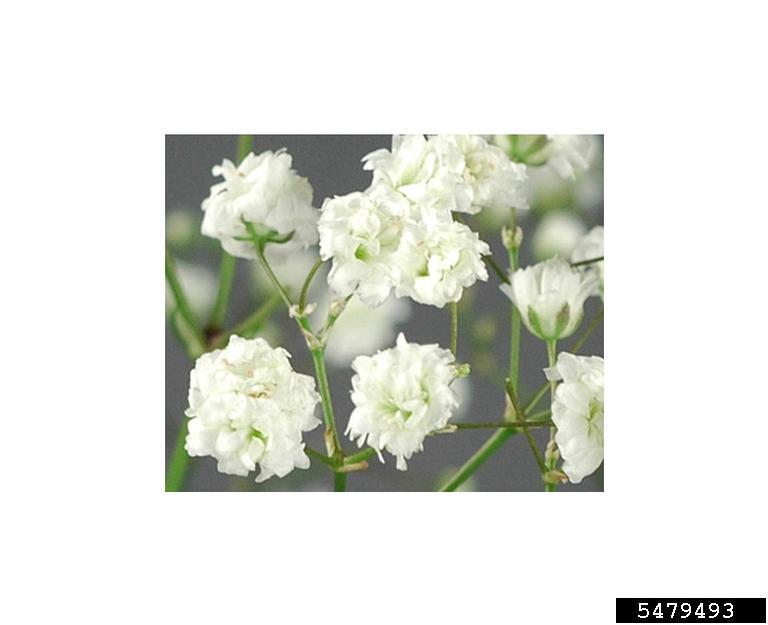 baby's breath, Gypsophila paniculata cv. New Love (Caryophyllales
