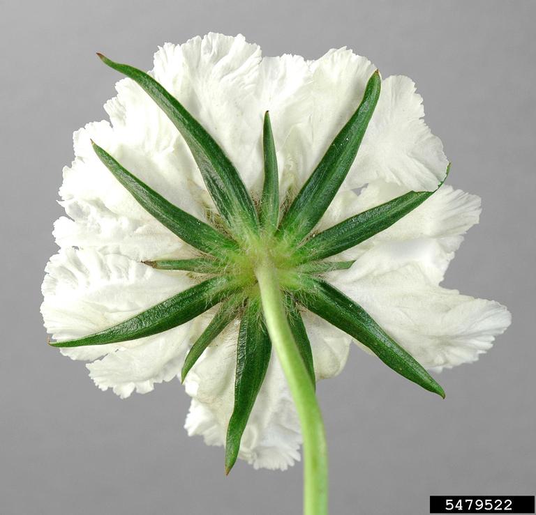 Caucasian pincushion flower (Scabiosa caucasica)