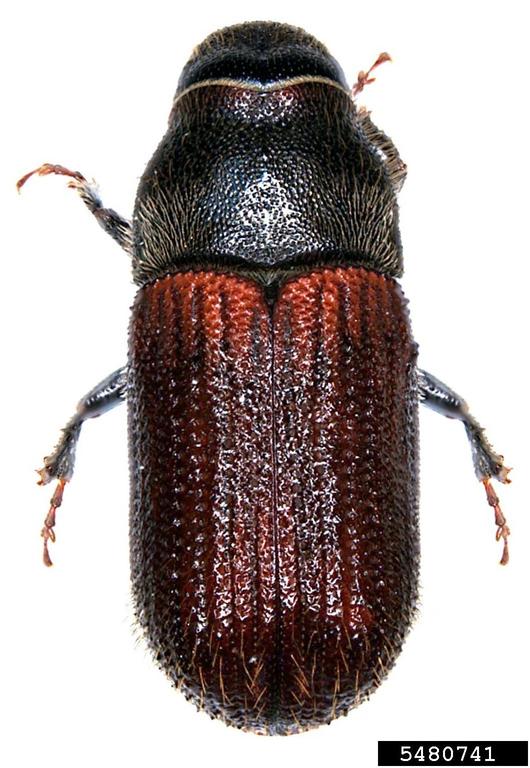 spruce-beetle-dendroctonus-rufipennis-kirby-1837