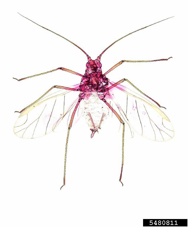 geranium aphid (Acyrthosiphon malvae)