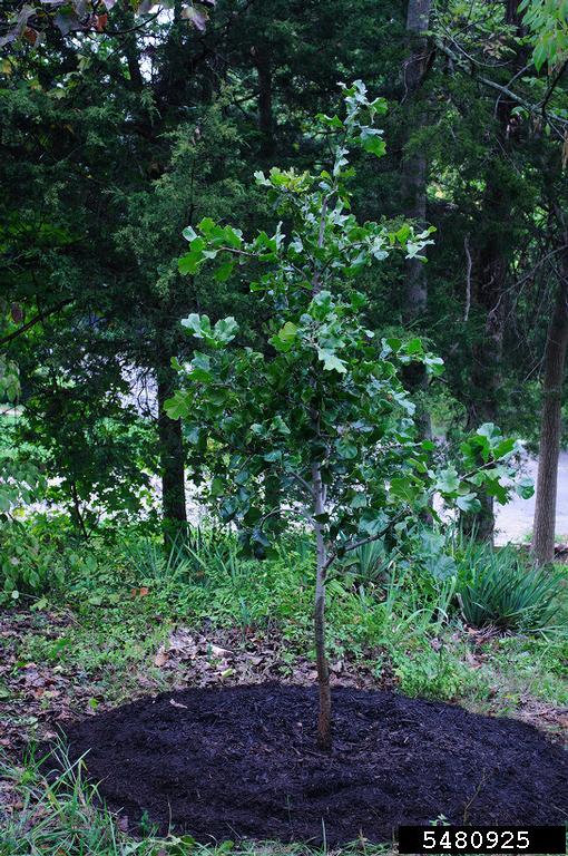 blackjack oak (Quercus marilandica)