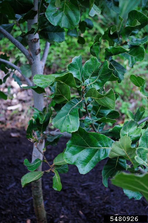 blackjack oak (Quercus marilandica)