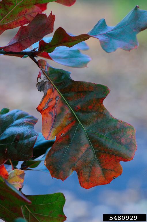 blackjack oak (Quercus marilandica)