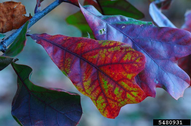 blackjack oak (Quercus marilandica)