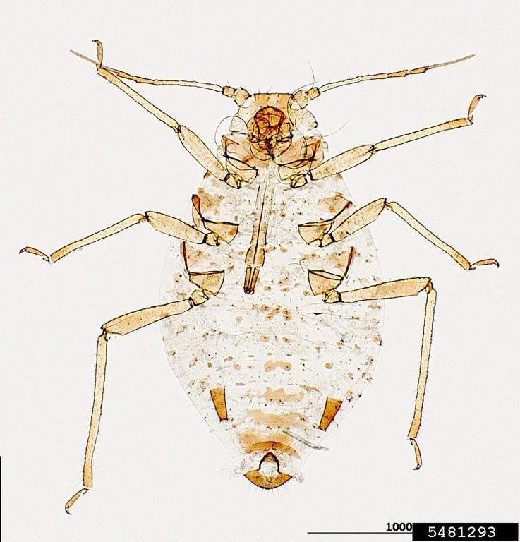 fennel aphid (Dysaphis foeniculus)
