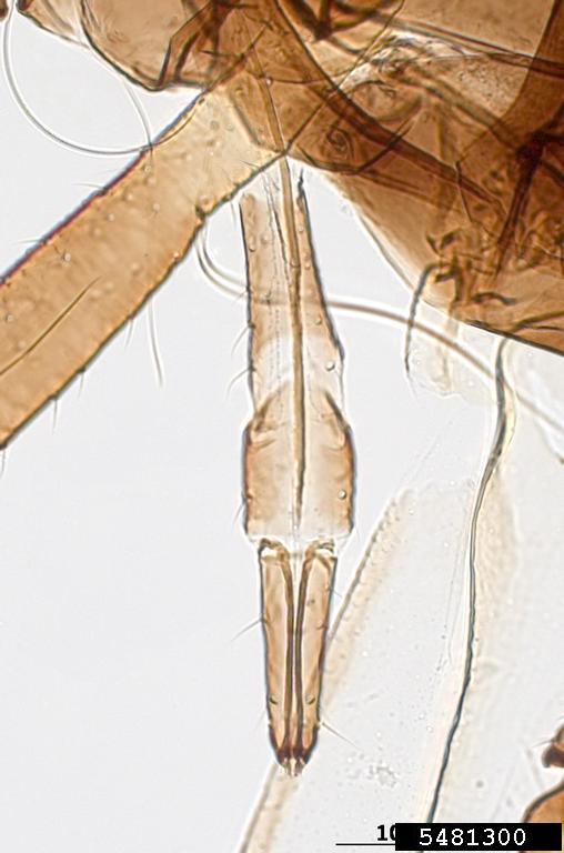 fennel aphid (Dysaphis foeniculus)