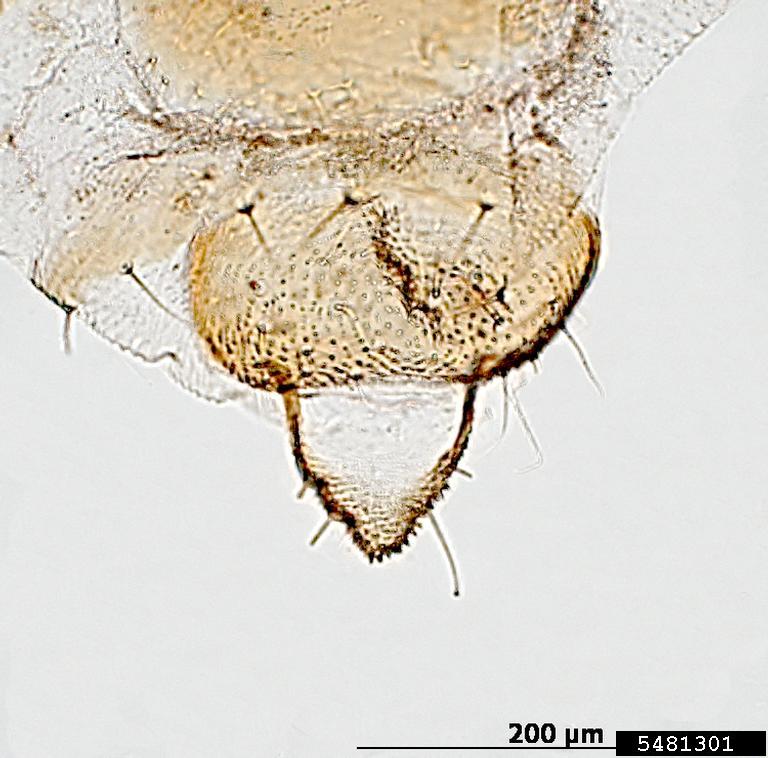 fennel aphid (Dysaphis foeniculus)