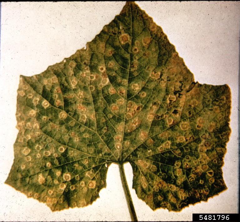 angular leaf spot of cucumber (Pseudomonas syringae pv. lachrymans ...