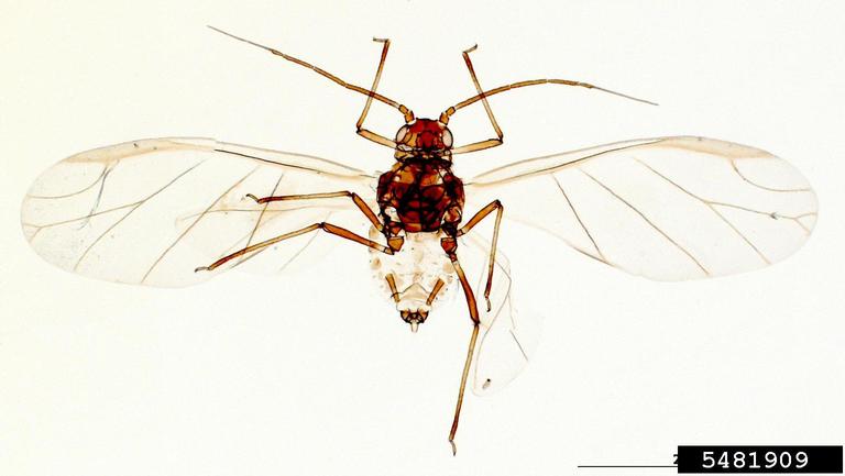 bird cherry-oat aphid (Rhopalosiphum padi (Linnaeus, 1758))