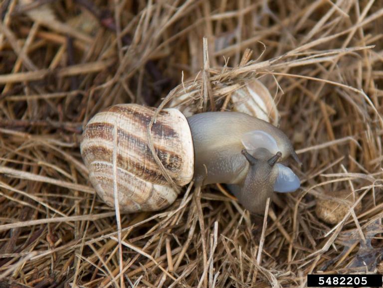 milk snail (Otala lactea)