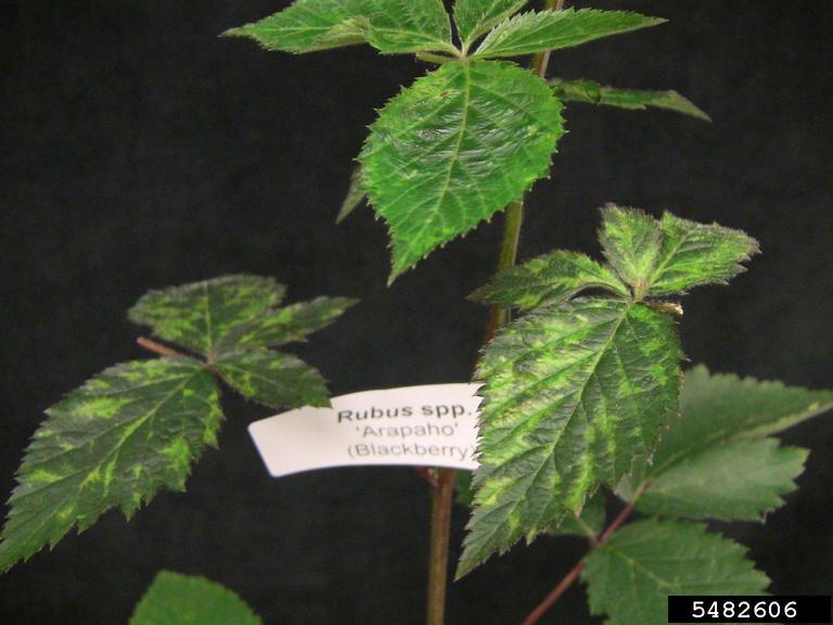 is smoking tobacco leaves harmful Smoking Tobacco Health Effects