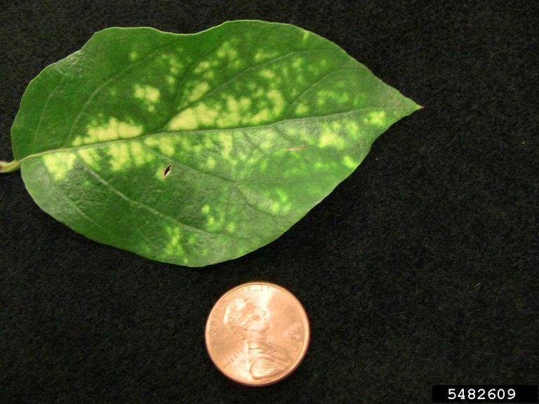 tobacco ringspot virus tobacco ringspot virus (TRSV) (Nepovirus Tobacco ringspot virus)