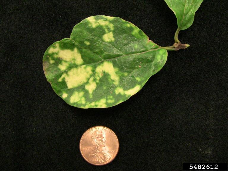 tobacco ringspot virus tobacco ringspot virus (TRSV) (Nepovirus Tobacco ringspot virus)
