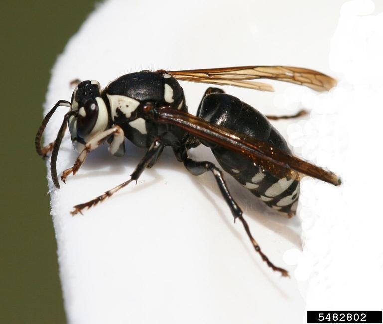 nano drone black hornet 3