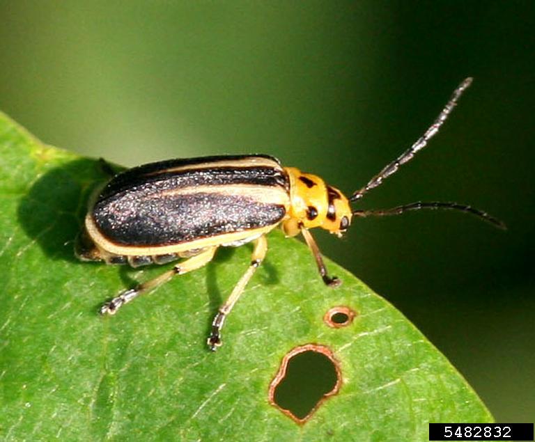 leaf beetles (Genus Trirhabda)