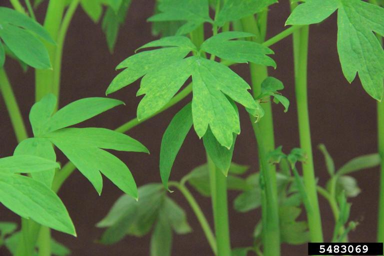 Tobacco Rattle Virus (Tobravirus TRV ) on bleeding heart (Dicentra