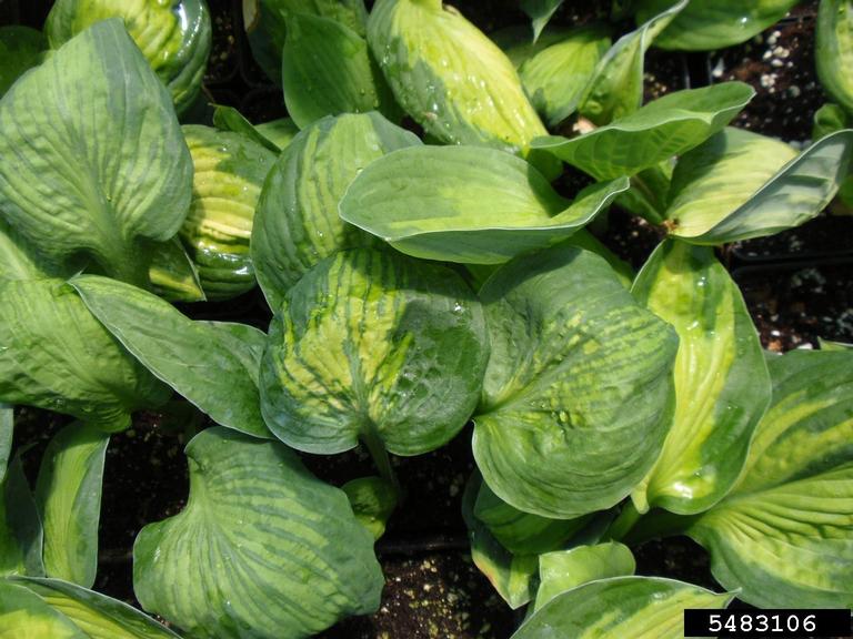 Hosta Virus X (Potexvirus Hosta Virus X (HVX))
