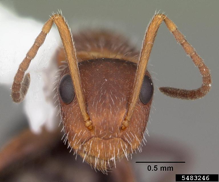 ant (Camponotus planatus Roger, 1863)