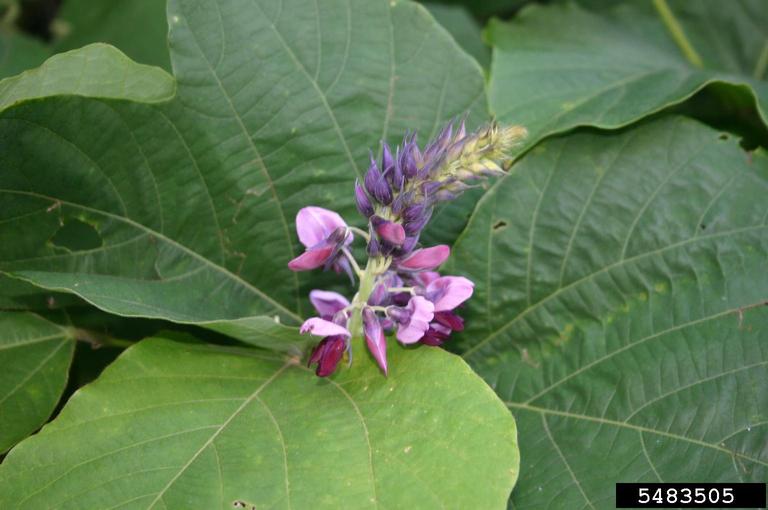 Pueraria Lobata Nom , Le Kudzu : Bienfaits pour la santé, utilisation ...