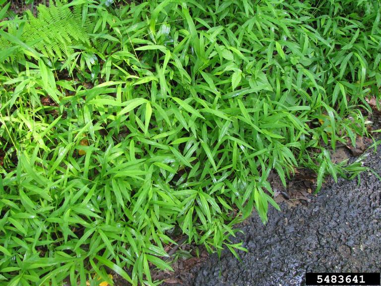 Japanese stiltgrass (Microstegium vimineum)