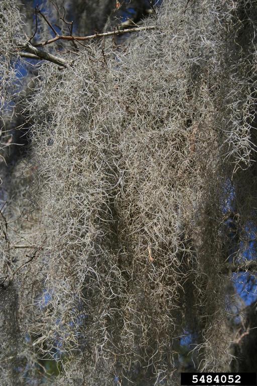 Spanish moss (Tillandsia usneoides)